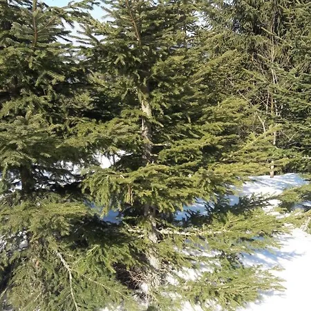 Pensionat Morehead Vlasic